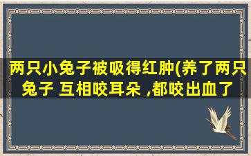 两只小兔子被吸得红肿(养了两只兔子 互相咬耳朵 ,都咬出血了)